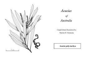 Image result for Polystachya tenella