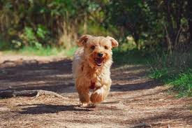 Norwich terrier welpen vom züchter kaufen. Norwich Terrier Eine Familienfreundliche Und Neugierige Hunderasse