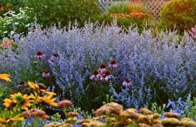 Everblooming shrub roses and oriental/asiatic lilies, purple coneflower, tall daylilies and large sedum, also like it with 'crimson pygmy' barberry shrub and dwarf evergreens like 'mugo slowmound' or. Dwarf Russian Sages Garden Housecalls