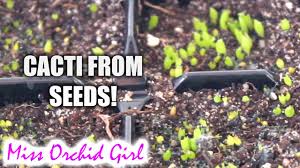 In our original guide, we mention that we prefer to use small chinese soup containers to germinate cactus seedlings. Starting Cacti From Seed Youtube