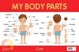 We did not find results for: My Body Parts Chart Buy Tamil English Books Online Commonfolks