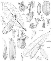 Image result for Xylopia lukei
