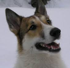 Image result for západosibiřská lajka