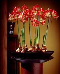 Pin On Garden Ideas