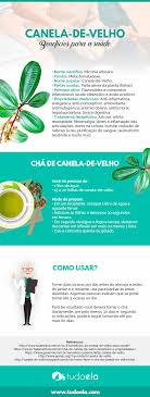 Para Que Serve O Remédio Canela De Velho Canela De Velho Conheca Os Beneficios Terapeuticos Dessa Planta Com Imagens Canela De Velho Canela Beneficios Canela