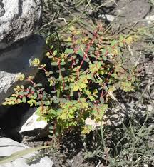 Image result for Euphorbia inaequilatera