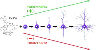 They also appear in other related business categories including delicatessens, jewelers, and jewelry appraisers. Proof That The High Molecular Weight Immunophilin Fkbp52 Mediates The In Vivo Neuroregenerative Effect Of The Macrolide Fk506 Sciencedirect