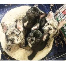 This babies are young adorable and in need for a good home. French Bulldog Puppies For Sale Atlanta Ga 311317