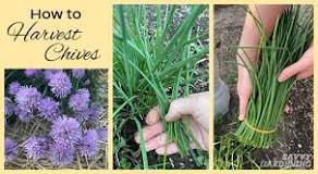 How do you harvest chives so it keeps growing?