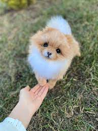 Pin On Dogs