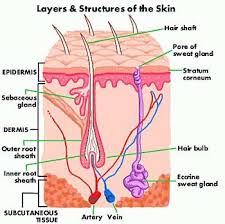 show pictures integumentary system this skin diagram