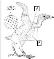 Bird anatomy, or the physiological structure of birds' bodies, shows many unique adaptations, mostly aiding flight. Bird Internal Anatomy Flashcards Quizlet