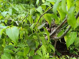 Image result for Hymenocardia