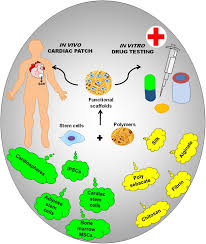 Meghan mccain and abby huntsman open up about their 'salt and pepper' friendship, the view and donald trump jr. Polymeric Scaffold Aided Stem Cell Therapeutics For Cardiac Muscle Repair And Regeneration Lakshmanan 2013 Macromolecular Bioscience Wiley Online Library