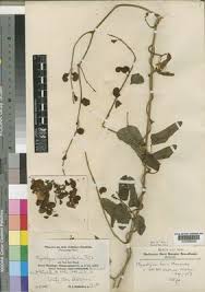 Image result for Physostigma mesoponticum