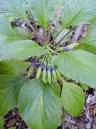 Image result for Lobelia chireensis