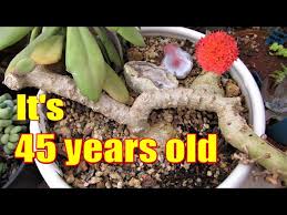 Image result for Kleinia fulgens