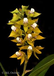 Image result for Polystachya