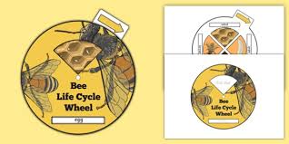 Unfortunately this 2% when stung by a bee is likely to go into anaphylactic shock and die. Bee Life Cycle Spin Wheel Teacher Made