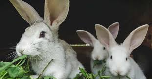 5:02pm on mar 31 , 2018 Raising Rabbits For Profit 7 Ways To Make Extra Money With Rabbits