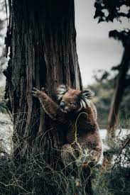 Watch Brave Woman Rescue Koala From Blazing Australian Bushfires Focusing On Wildlife Australian Wildlife Australia Animals Australia Wallpaper