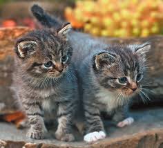 Such conditions include toxins, drugs (griseofulvin, chloramphenicol, chemotherapeutic agents), neoplasia or cancer, radiation therapy, immune disorders, severe bacterial infections and. Feline Anemia Catwatch Newsletter