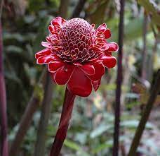 Simply Beautiful Torch Ginger Torch Ginger Flower Ginger Flower Torch Ginger