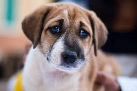 (2 days ago) pet shop near me that sell puppies guide our puppies come from usda licensed breeder, hobby and from local breeders. New York To Become The Third State To Ban Pet Stores From Selling Puppies
