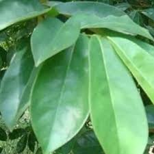 Check spelling or type a new query. Daun Sirsak 1 Kg Shopee Indonesia