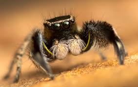 Image result for Polyspatha hirsuta