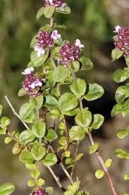 Image result for Syncolostemon bracteosus