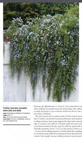 Trailing Rosemary Along Retaining Walls Looks Great And Keeps Kids From Loiteri Olive Trees Landscape Rooftop Garden Landscaping Retaining Walls