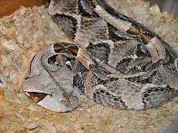 Bitis rhinoceros / Western gaboon viper in Moscow zoo