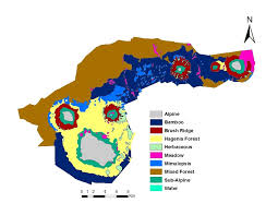 Image result for Mimulopsis excellens