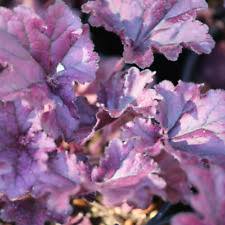 3 X Heuchera Paprika Orange Coral Bells Herbacious Perennial 9cm Pot For Sale Online Ebay Color will lighten to peach tones in summer's heat and deepen again in fall. ebay