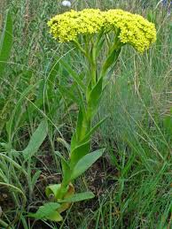 Image result for Crassula vaginata