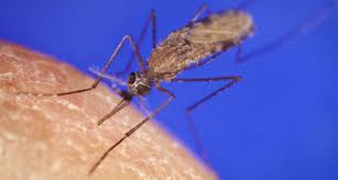 Mosquito dance mixed with chimwemwe. Gene Editing Wiped Out A Population Of Mosquitoes In Lab Tests Science News For Students