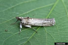 Image result for Multidentia exserta