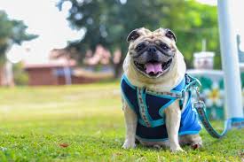 Pin On Dog Training