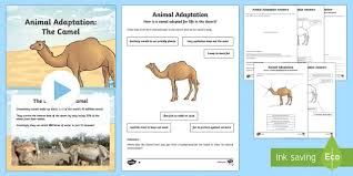 Camels have thick coats that insulate them from excessive heat what are the special adaptations of desert plants? Camel Adaptation Powerpoint And Activity Pack Teacher Made
