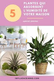5 Plantes Qui Absorbent L Humidite De Toutes Les Pieces Astuce Jardin Trucs Et Astuces Maison Et Idees Jardin