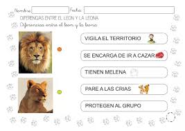 Información, características, qué come y hábitat. Proyecto Los Leones Y Leonas 2 Pdf Leones Daniel Y Los Leones Animales Carnivoros