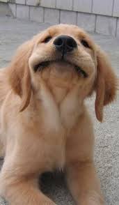 Smiling Golden Retriever Puppy We Need This Little Guy In Our Office Asap Puppy Overload Is Some Golden Retriever Yavrusu Sevimli Kopek Yavrulari Yavru Kopek