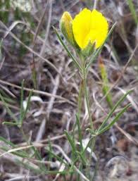 Image result for Argyrolobium stolzii