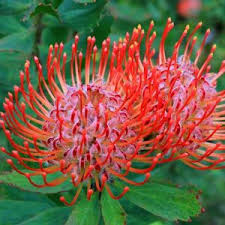 Image result for Leucospermum saxosum