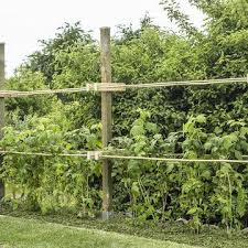 Himbeerenpflege Die 3 Haufigsten Fehler Himbeeren Pflege Himbeeren Pflanzen Himbeerpflanzen