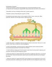 Check spelling or type a new query. Jacob Freeman Dna Mutation Simulation Worksheet Pdf Name Jacob Freeman Dna Mutation Simulation Access The Simulation At Course Hero