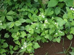 Image result for Fagopyrum esculentum