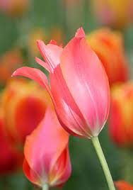 Pin By Ariel Fonseca On Flowers Showy Flowers Geranium Flower Flowers