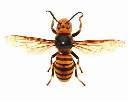 Résultat de recherche d'images pour "giant hornet japan"